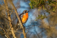 Lejscik ohnivy - Petroica phoenicea - Flame Robin 6332